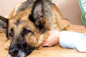 Як визначити, що собака асцит?